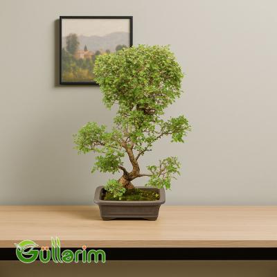 Ficus Bonsai (Fikus Bonsayi)