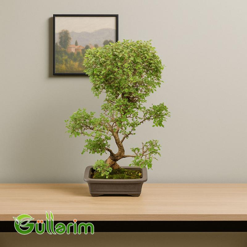 Ficus Bonsai (Fikus Bonsayi)