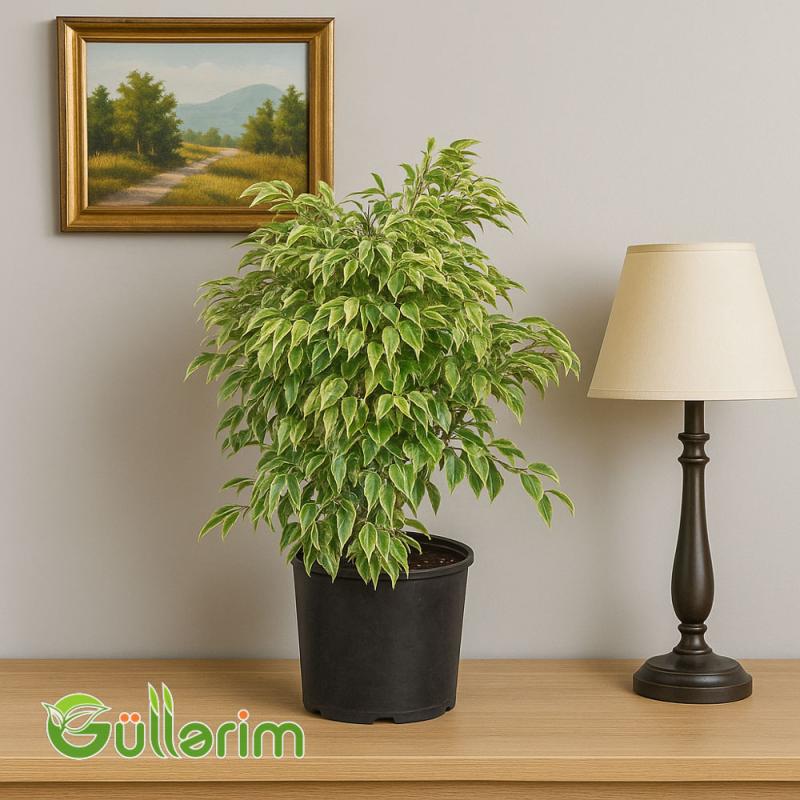 Ficus Benjamina (Fikus Benjamin)
