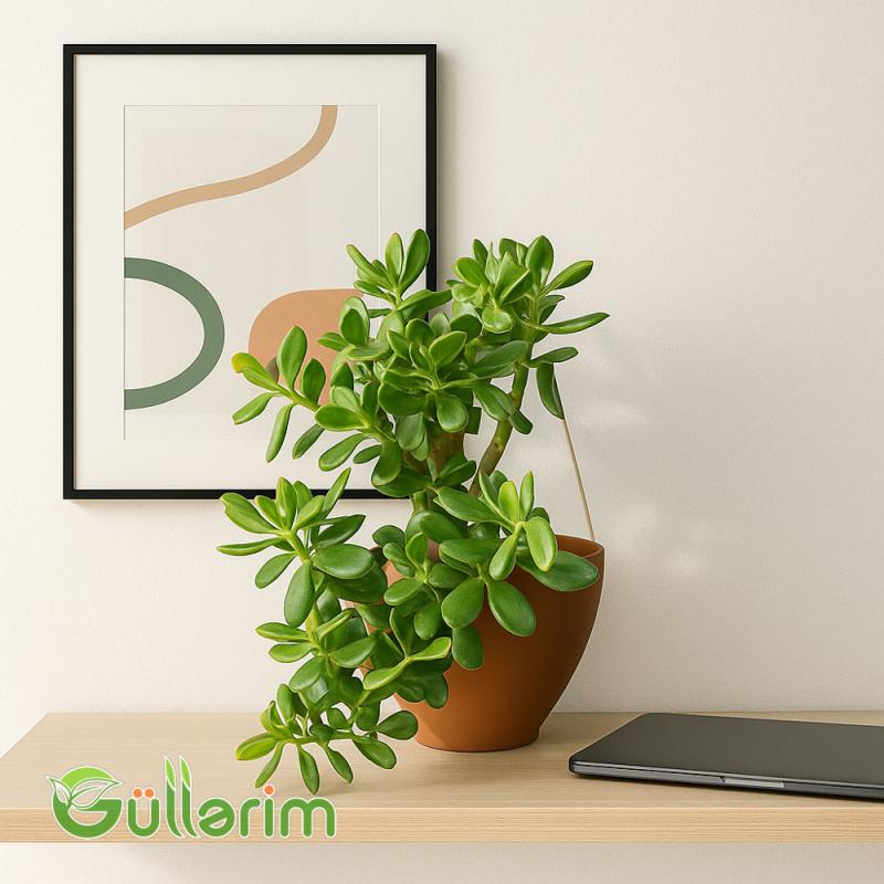 Crassula ovata (Krasula - Pul ağacı)