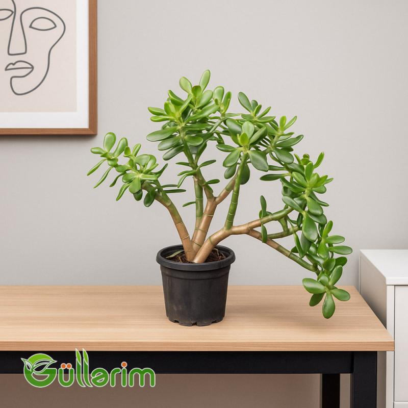 Crassula ovata (Krasula - Pul ağacı)