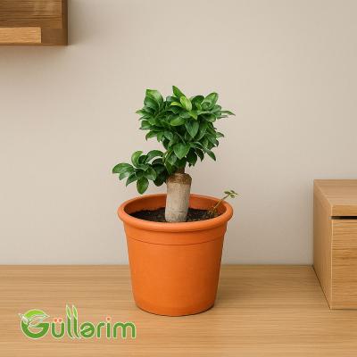 Ficus Bonsai (Fikus Bonsayi)