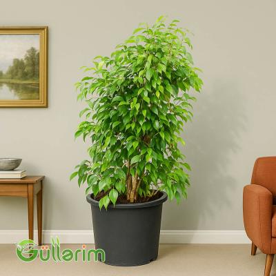 Ficus Benjamina (Fikus Benjamin)