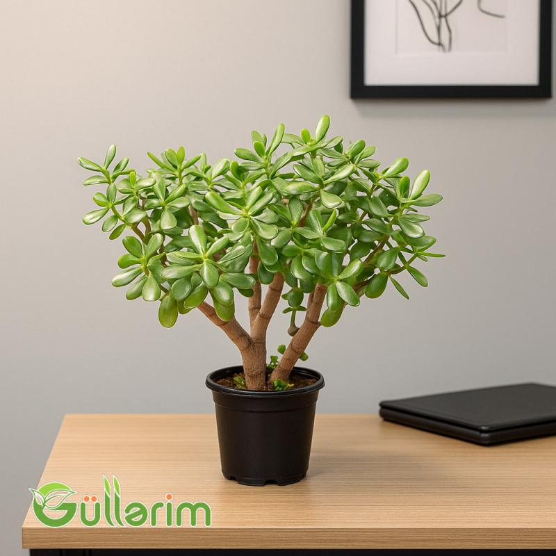 Crassula ovata (Krasula - Pul ağacı)