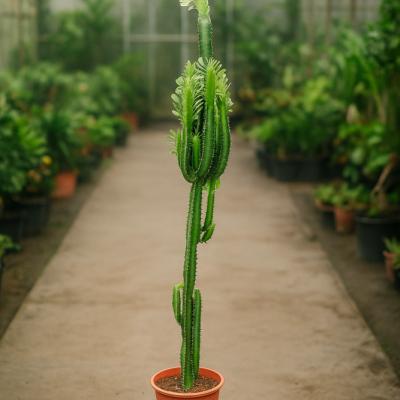 Euphorbia kaktus