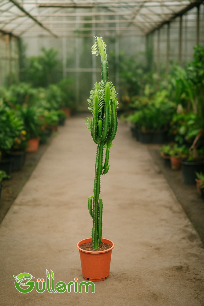 Euphorbia kaktus