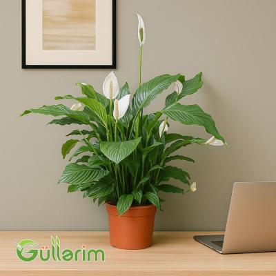 Spathiphyllum ( Spatifilum )