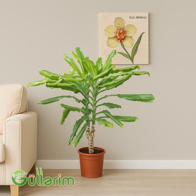 Dracaena fragrans (Drasena fraqnans)