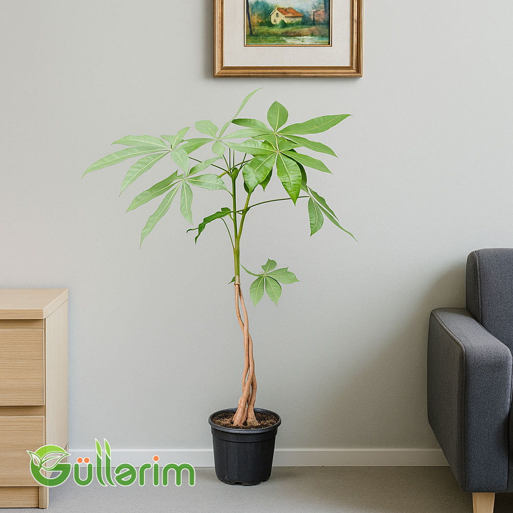 Pachira aquatica (Pul Ağacı)