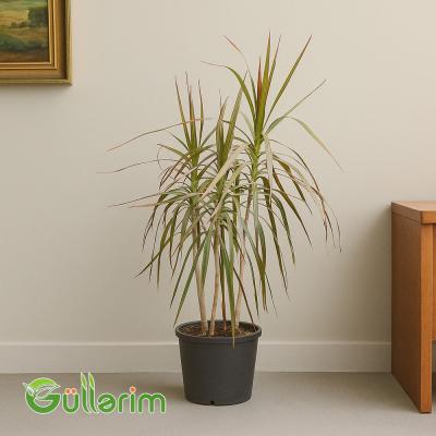 Dracena Marginata (Drasena marqinata)