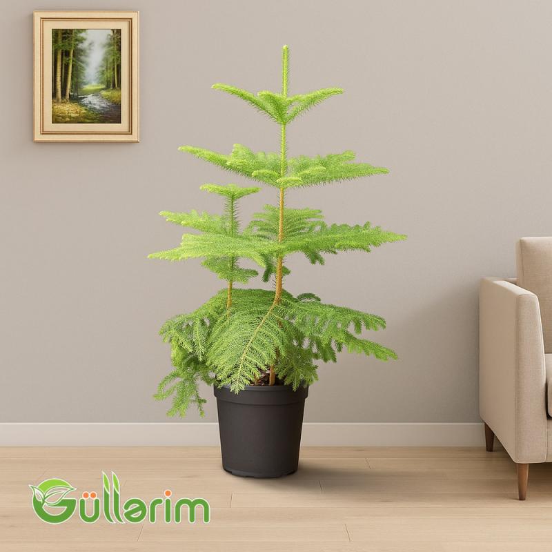 Dicksonia antarctica (Ağac qıjısı)