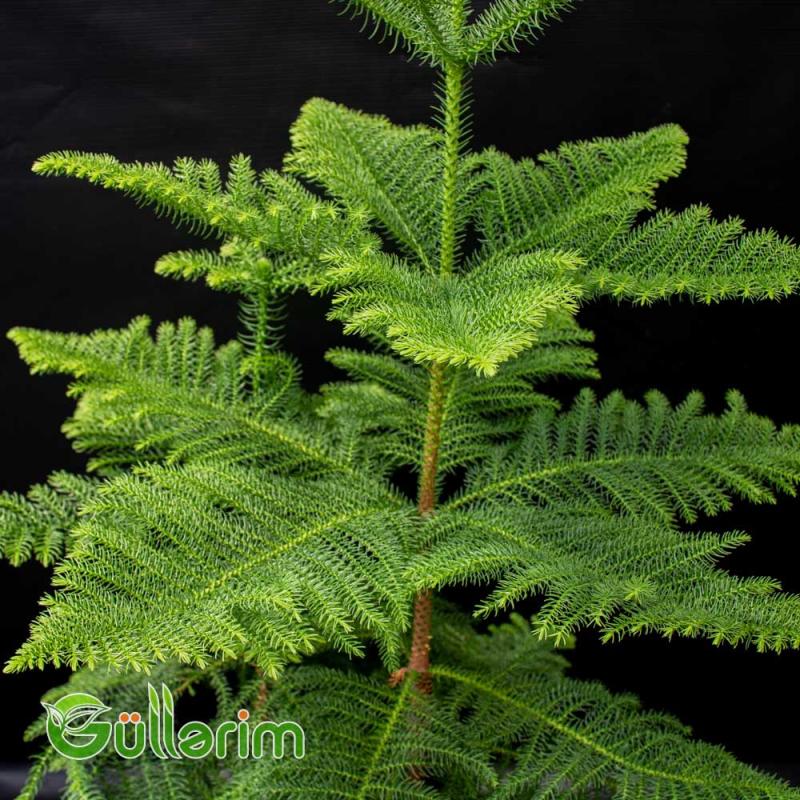 Dicksonia antarctica (Ağac qıjısı)