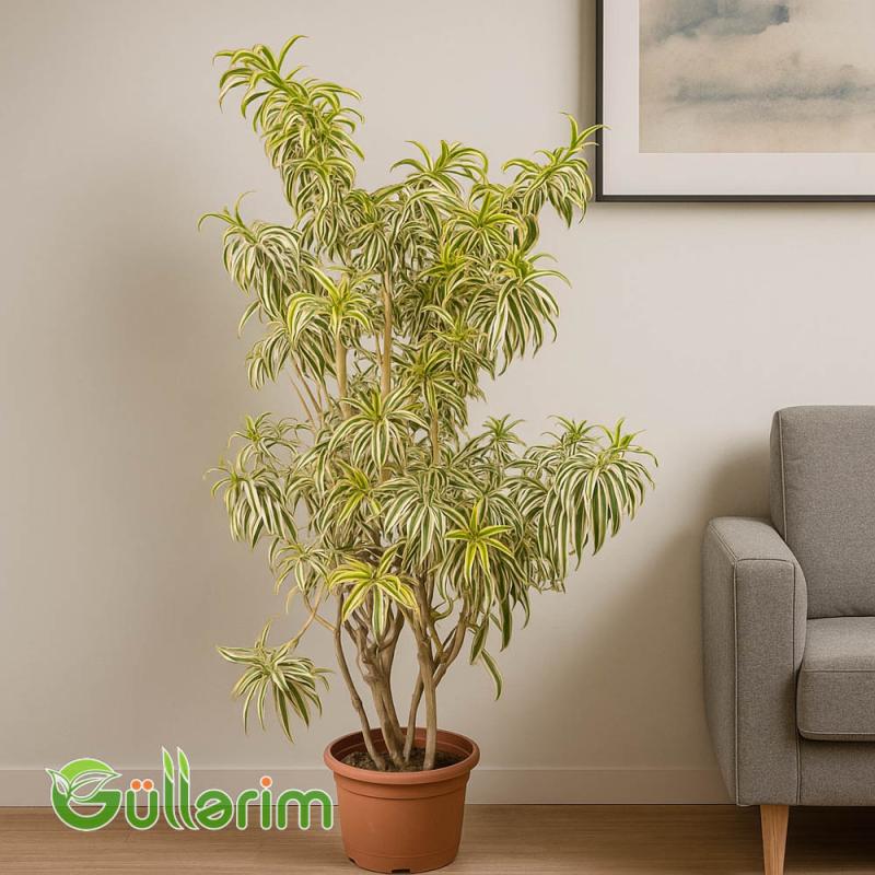 Dracaena Reflexa (Drasena Refleksa)