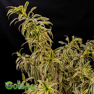 Dracaena Reflexa (Drasena Refleksa)