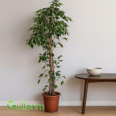 Ficus Benjamina (Fikus Benjamin)