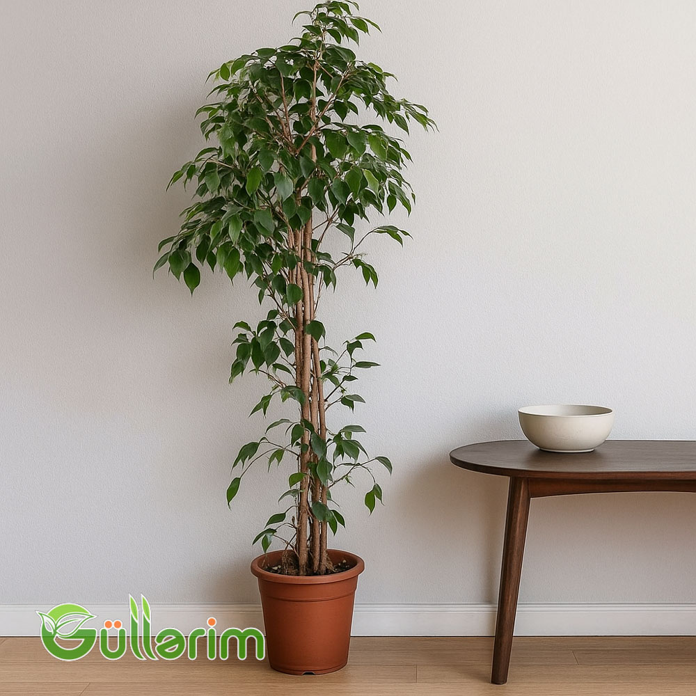 Ficus Benjamina (Fikus Benjamina)