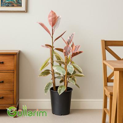 Ficus Elastica (Fikus elastika)
