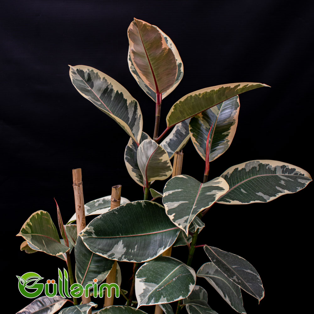 Ficus elastica