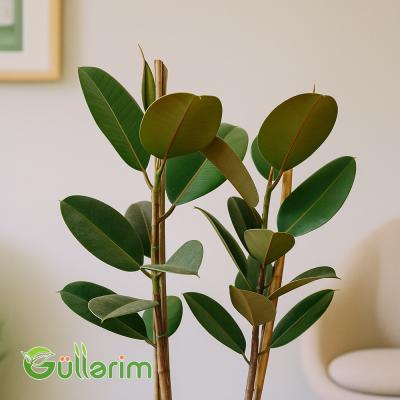 Ficus Elastica (Fikus elastika)