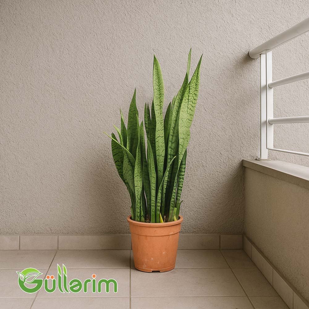 Sansevieria (Sansiveriya)