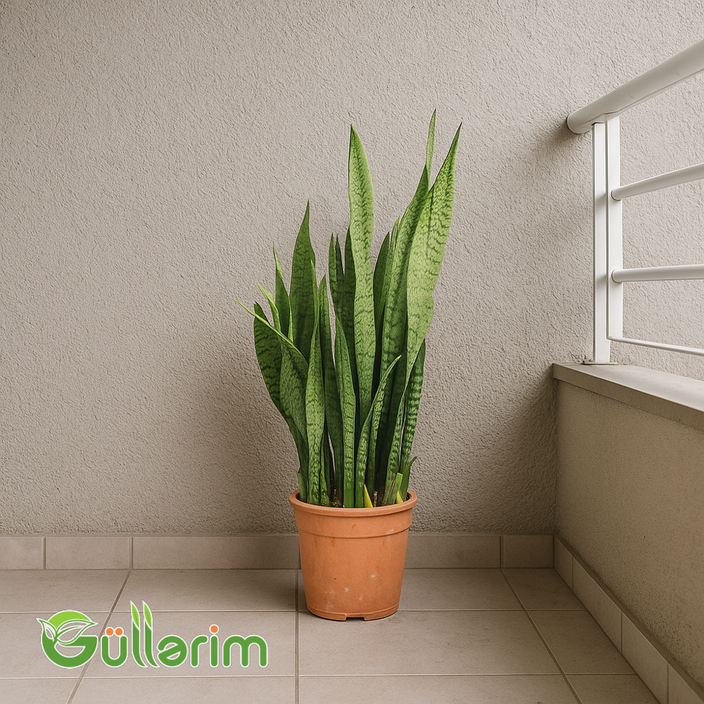 Sansevieria (Sansiveriya)