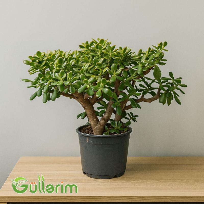 Crassula ovata (Krasula - Pul ağacı)
