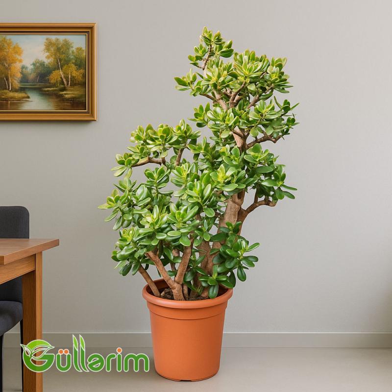 Crassula Ovata (Krasula - Pul ağacı)