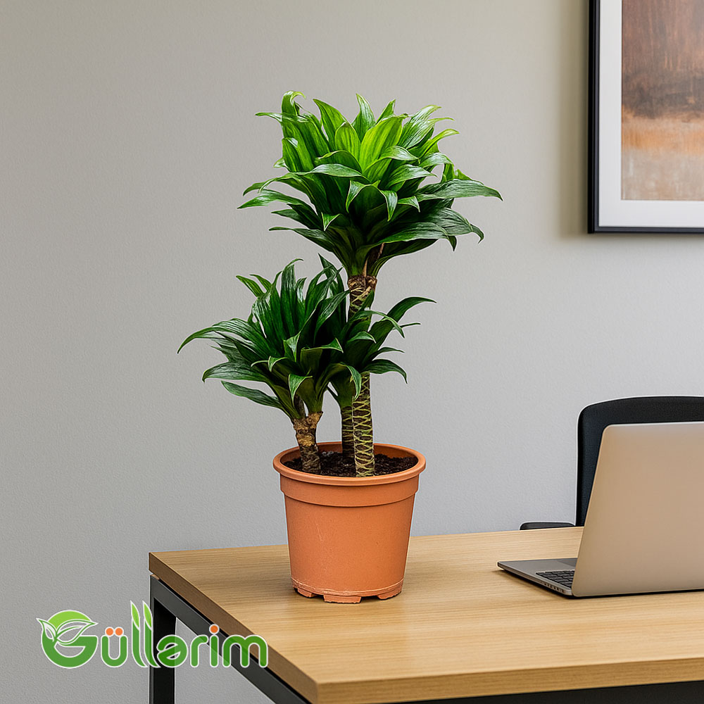 Dracaena Compacta (Drasena Kompakt)