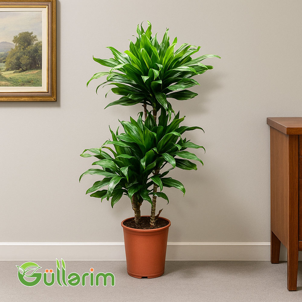 Dracaena Compacta (Drasena Kompakt)