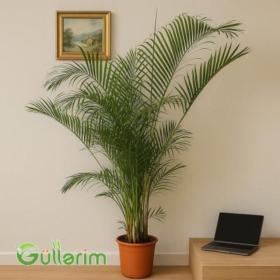 Areka Palma (Areka palma)