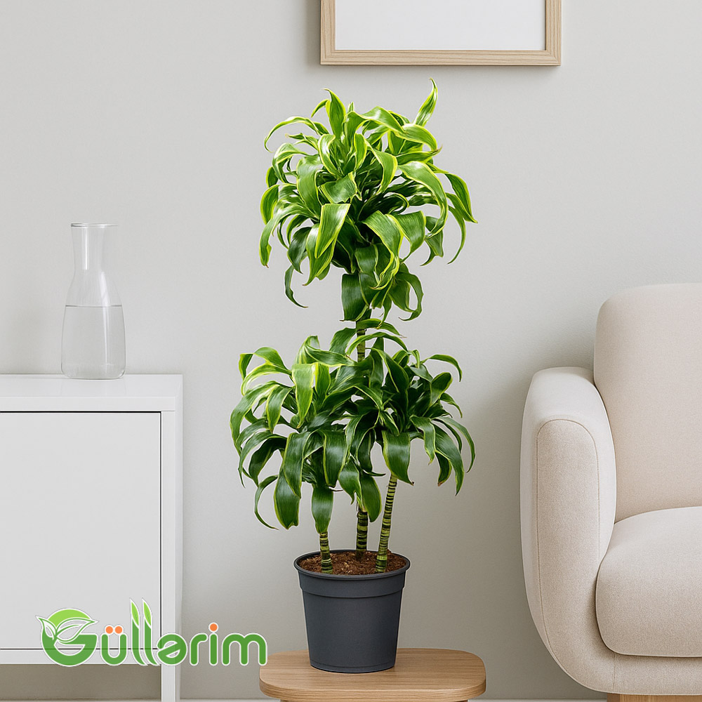 Draceana Lemon Lime (Drasena Limon)