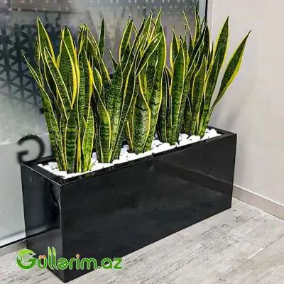 FiberGlass dibçək 80*50*30 sm (Fiber dibcek)