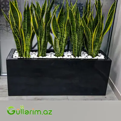 FiberGlass dibçək 80*50*30 sm (Fiber dibcek)