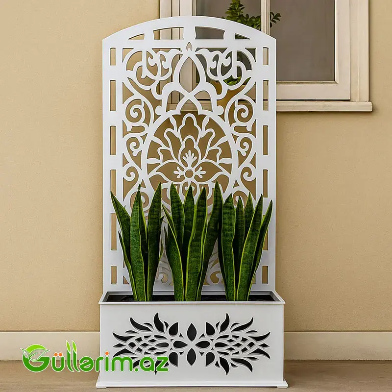 Taxta dibçək - IOSAN