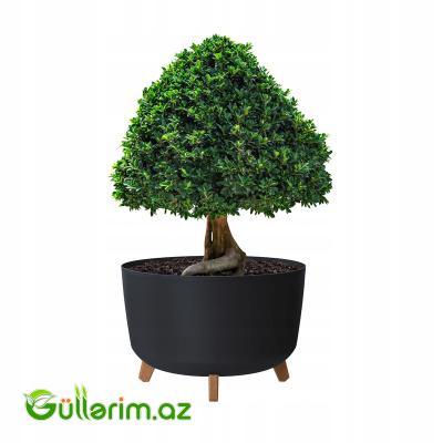 Lamela Dibçək (Ayaqlı Model)