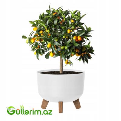 Lamela Dibçək (Ayaqlı Model)