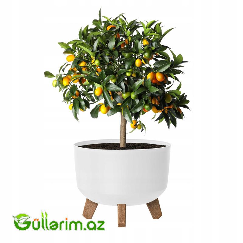 Lamela Dibçək (Ayaqlı Model)