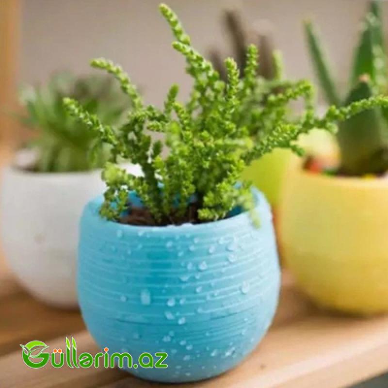 Dekorativ Plastik Dibçək