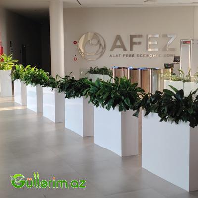 Ağ Uzun Dekorativ Dibçək