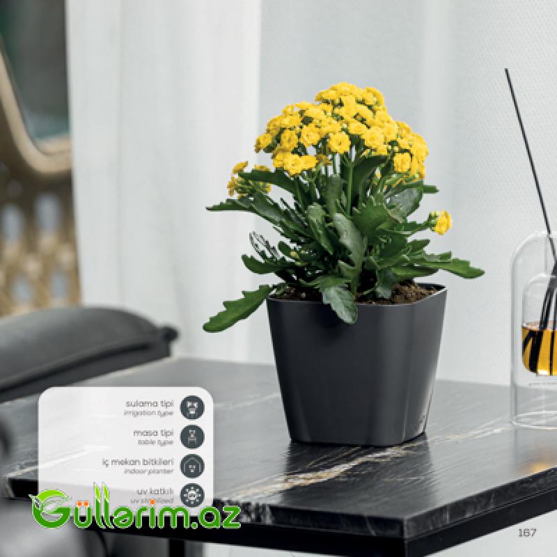 Plastik Dibçək 019