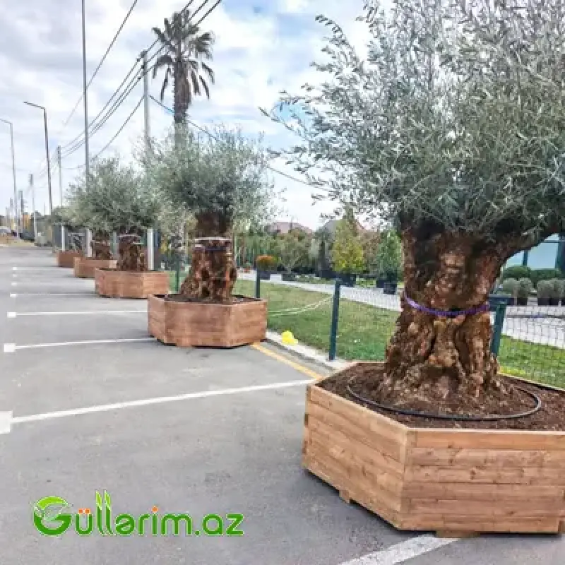 Taxta dibçək (Əl işi) № 039