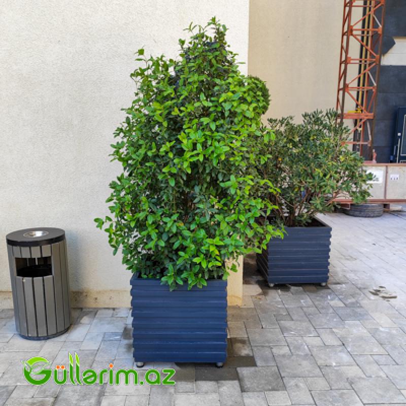 Taxta dibçək (Əl işi) № 019