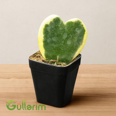 Hoya Kerrii (Hoya Ürəyi)