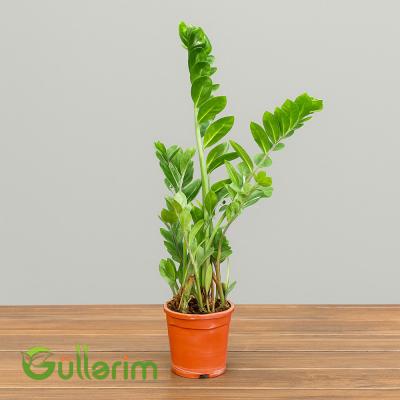Zamiya bitkisi (Dollar ağacı)