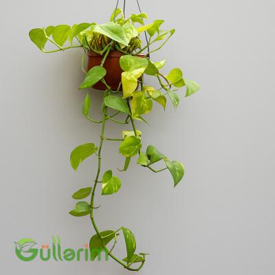 Epipremnum sarmaşıq (Epipremiya)