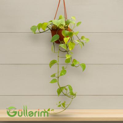 Epipremnum sarmaşıq (Epipremiya)