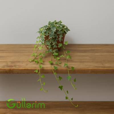 Hedera Helix – İngilis Sarmaşığı