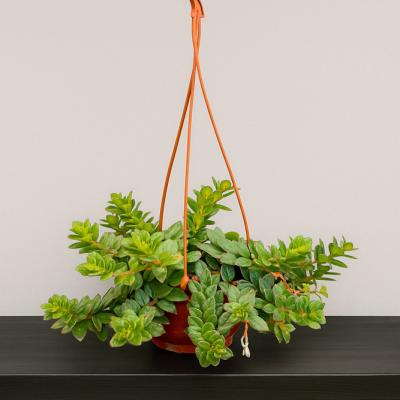 Əsxinantus (Aeschynanthus)