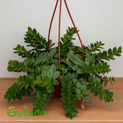 Əsxinantus (Aeschynanthus)