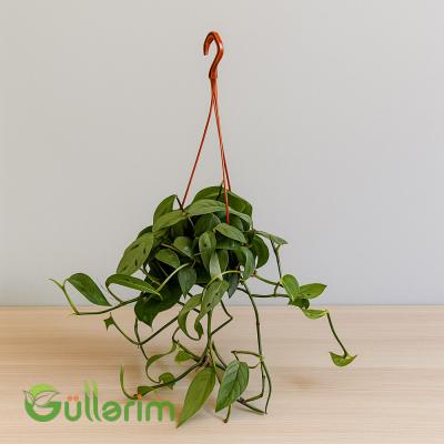 Epipremnum sarmaşıq ( Epipremiya)